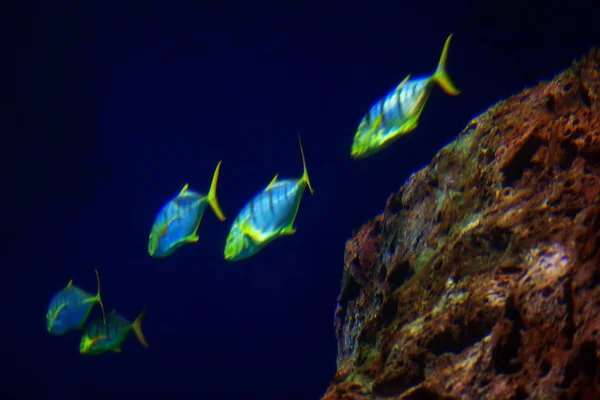 fish light up in the blue water