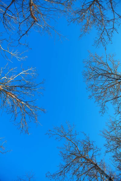 Rami Contro Cielo Blu Nella Stagione Primaverile — Foto Stock