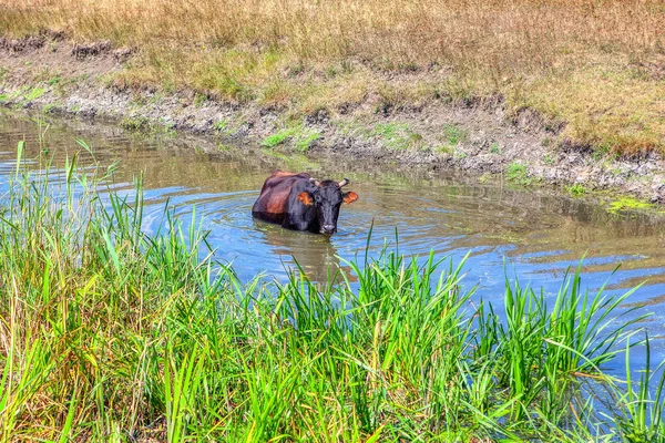 夏天站在水里的黑牛 — 图库照片