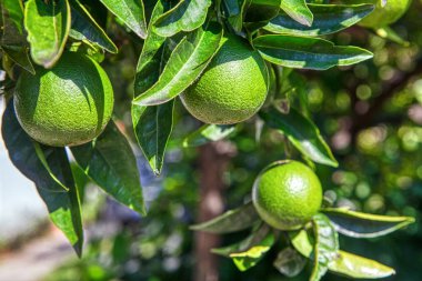bir ağaçüzerinde büyüyen yeşil portakal