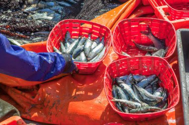 balıkçılık endüstrisi , sepetlerde sardalya sıralama 