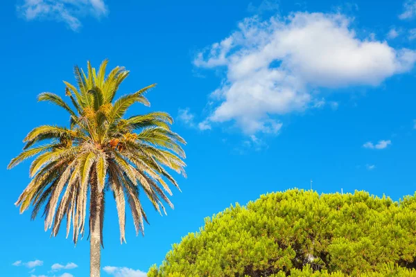 Palmboom Exotische Natuur Tegen Blauwe Hemel — Stockfoto