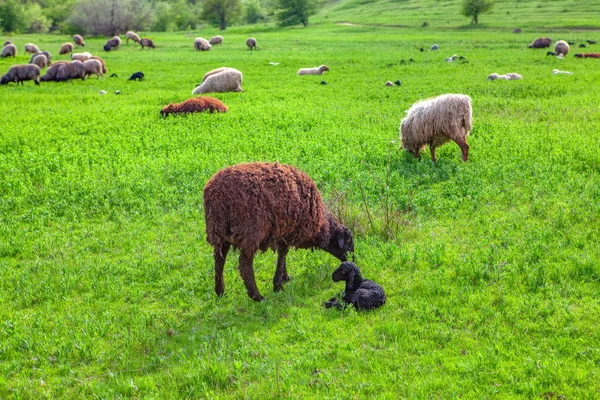 Вівці Новонародженим Бараниною Зеленому Лузі — стокове фото