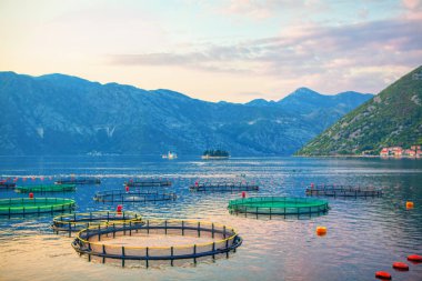 Kotor Körfezi'nde midye yetiştiriciliği