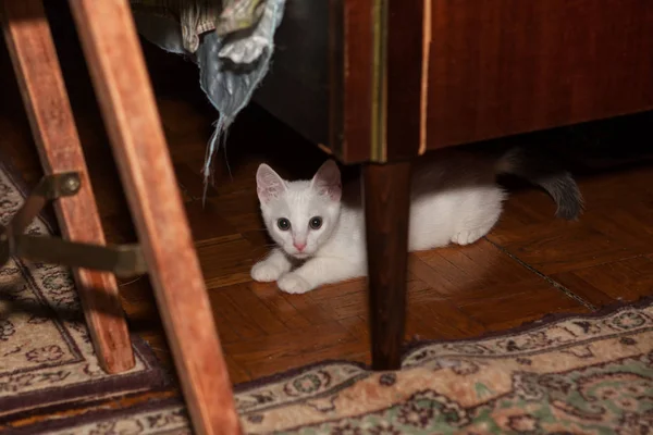 Gatito Está Escondido Debajo Mesa —  Fotos de Stock