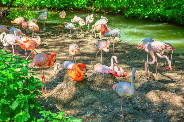 Тропический Парк Стаей Фламинго — стоковое фото