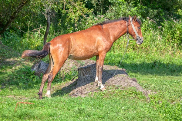 Red Domestic Horse Standing Meadow — Stock Photo, Image