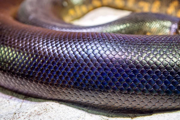 Macro Image Snake Skin — Stock Photo, Image