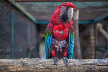 Kırmızı Scarlet Macaw papağan portresi 