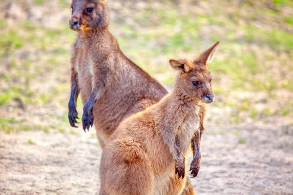 Two Swamp Wallaby Natural Area — Stock Photo, Image