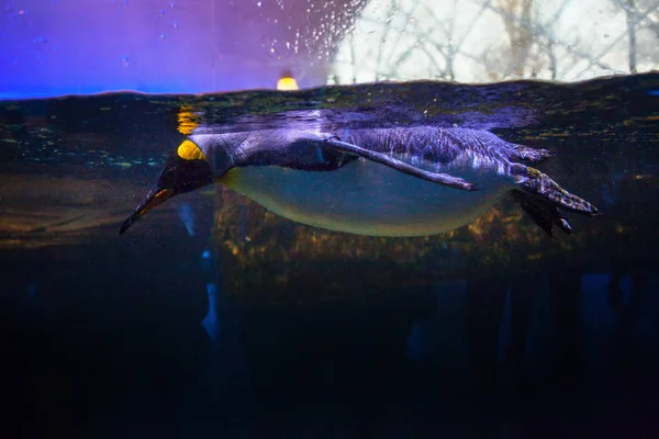 Pinguim Nadando Aquário Água Transparente — Fotografia de Stock