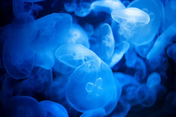 Medúzy Modré Světelné Vodě — Stock fotografie
