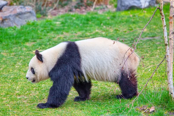 Panda Andando Área Natural Verde — Fotografia de Stock