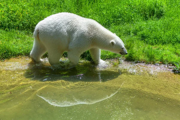 Eisbär Läuft Ufer — Stockfoto