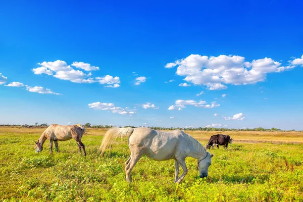 Caballos Blancos Prado Soleado —  Fotos de Stock