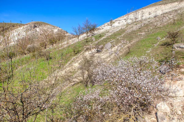 Colina Rocosa Con Árboles Florecientes Primavera — Foto de Stock