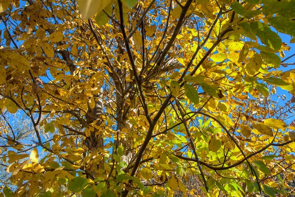 Gyönyörű Őszi Háttér Sárga Levelek — Stock Fotó