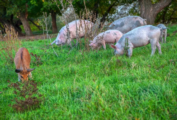 Manada Cerdos Pastando Hierba Verde — Foto de Stock