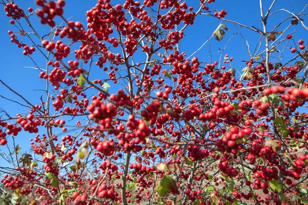 Nature Autumn Red Berries Branches — Stock Photo, Image