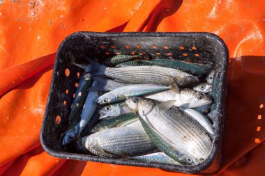 deniz kenarında sepette taze balık