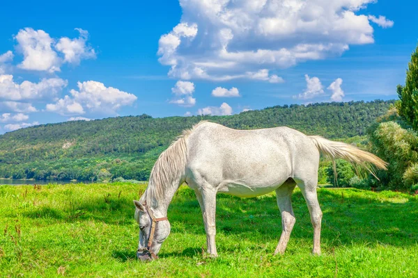 Beautiful White Mare Grazing Fresh Grass — Stock Photo, Image