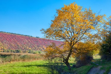 sarı ağaçlar ile renkli sonbahar doğa