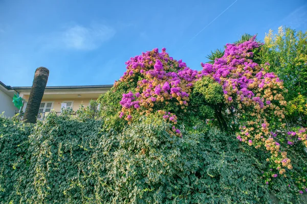 Arbustos Decorativos Tropicales Con Flores Rosadas — Foto de Stock