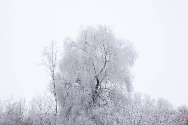 karla kaplı söğüt ile kış manzarası