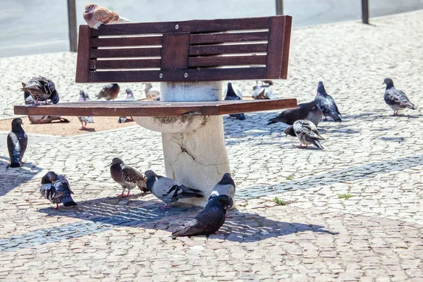 Flock Pigeons Pedestrian Street — Stock Photo, Image