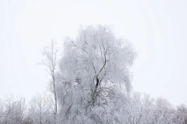 karla kaplı söğüt ile kış manzarası