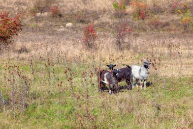üç keçi ile sonbahar doğa sahne