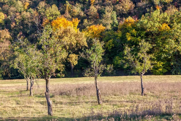 Paisaje Otoñal Temprano Con Árboles Verdes Amarillos —  Fotos de Stock