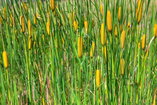 Canna Verde Che Cresce Area Naturale — Foto Stock