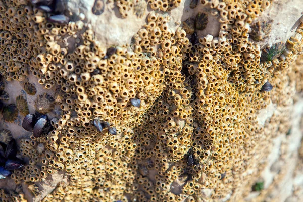  yumuşakça popülasyon , kıyı taşı kabuğu