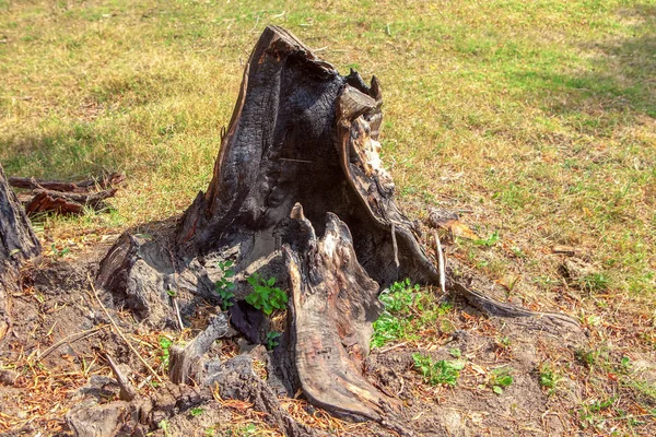 Souche Arbre Brûlé Dans Forêt — Photo