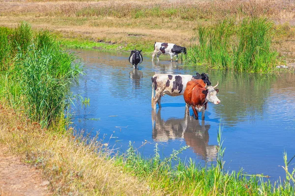 池の水の中に立つ家畜牛 — ストック写真