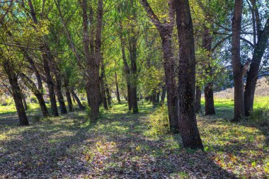 bahar sezonunda yeşil ağaçların satır