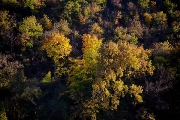 Bosque Denso Con Hojas Amarillas Otoño —  Fotos de Stock