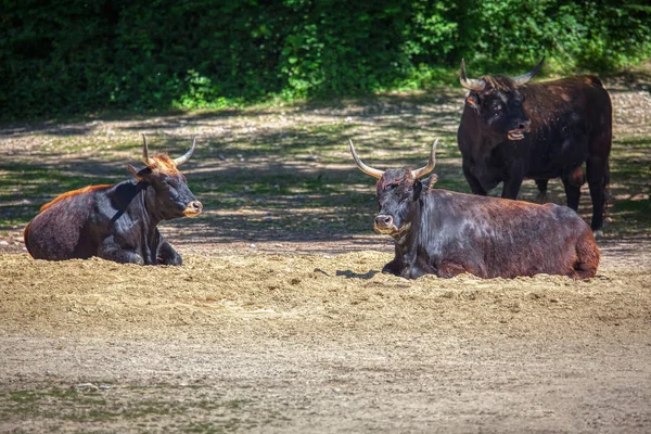 Created Aurochs Species Wild Cattle — Stock Photo, Image