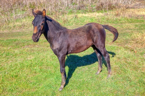 Young Cute Dark Horse — Stock Photo, Image