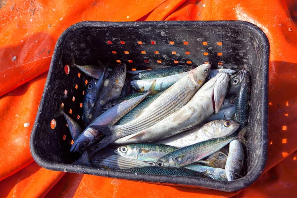 Capturas Sardinha Atlântica Contentor — Fotografia de Stock