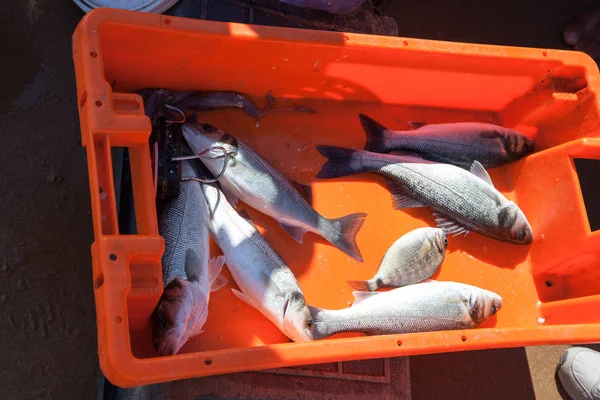 sepette taze atlantik sardalya 