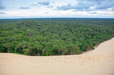 kumlu duna ve iğne yapraklı orman manzarası