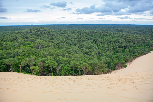 kumlu duna ve iğne yapraklı orman manzarası