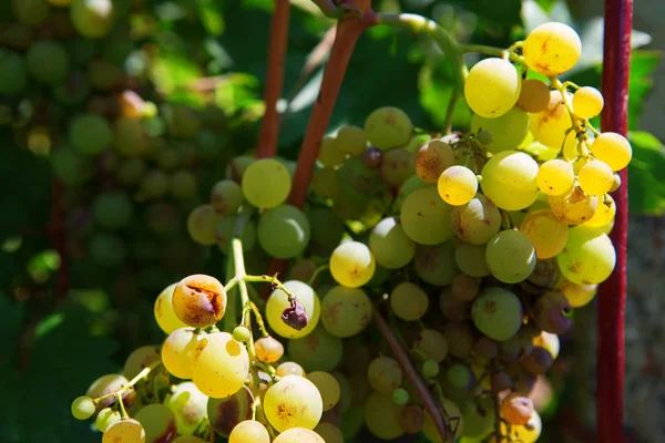 Słodkie Zgniłe Winogrona Winnicy — Zdjęcie stockowe