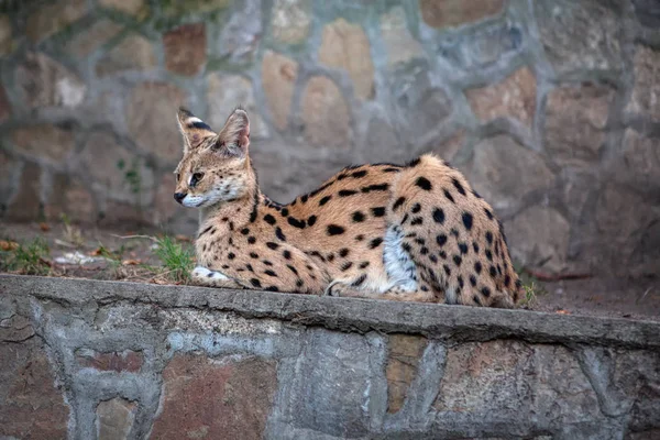 Portret Van Serval Wilde Kat — Stockfoto