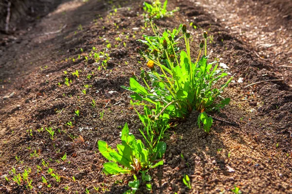 Paardebloem Met Gele Bloemen Groene Bladeren — Stockfoto