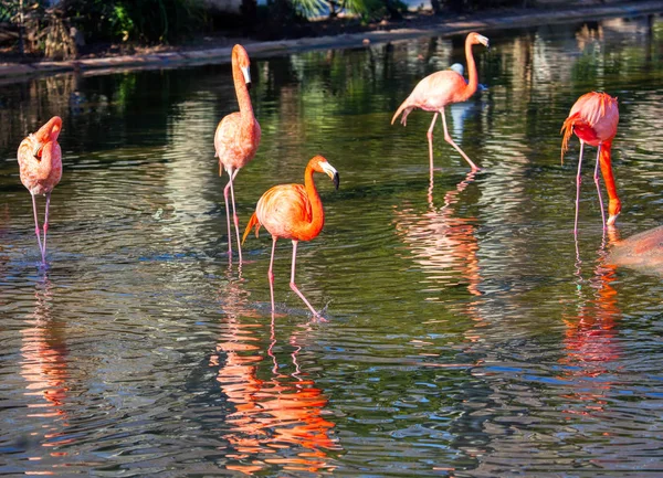 Стая Фламинго Стоящих Озере — стоковое фото