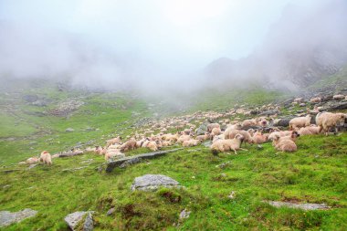 Koyun sürüsü ile dağlarda sisli manzara 