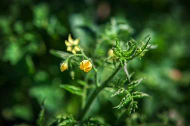  Çiçek bahçesinde domates 